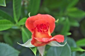 Red Rose flower plant