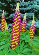 Lupins Pink Garden Flowers