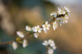 spring Blossom close-up on blurred background