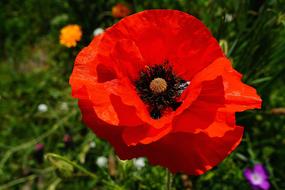 Close-up of the beautiful, red and orange poppy flower, among the other colorful flowers