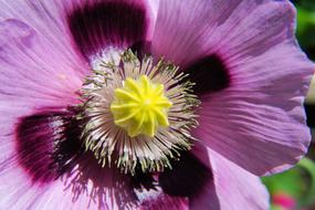 violet yellow Blossom