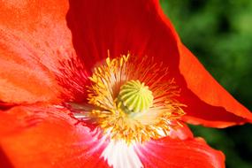 nice Poppy Blossom
