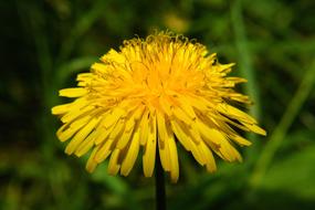 Flower yellow Dandelion Blossom close-up on blurred background