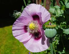 soft violet Blossom