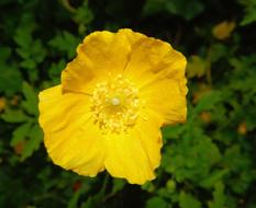 Flower Blossom yellow
