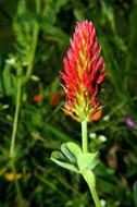 Flower Blossom red