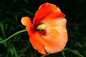 Flower Poppy red orange close-up on blurred background