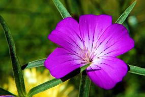 Flower violet green grass