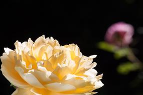 yellow lush rose close up on blurred background