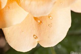 Rose Pink Yellow water drop