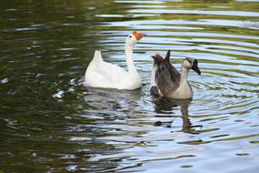 Geese Water