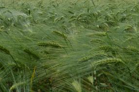 Grain Wheat Pasture Country