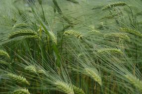 Grain Wheat Pasture Country