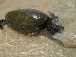 Sea Turtle Hawaii