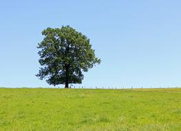 Tree Individually Meadow