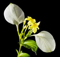 Yellow Mussaenda, Golden star shaped blooms are surrounded by creamy bracts