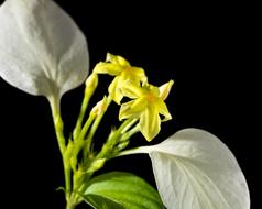 Flower white green yellow black background