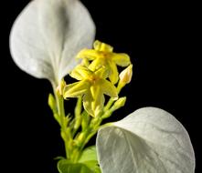 white flower with yellow center close-up