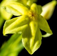 wondrous green Flower