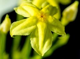 green-yellow flowers close-up on a blurred background