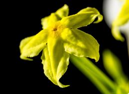 yellow green Flower at black background