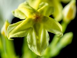 Close-up of the beautiful, blossoming, yellow and green flower