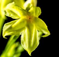 Close-up of the beautiful, blooming, yellow and green flower in light, at black background