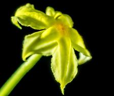 green Flower Blossom Bloom at dark