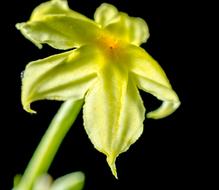 Close-up of the beautiful, blooming, green, yellow and orange flower, at black background