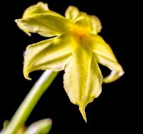 Flower soft yellow black background