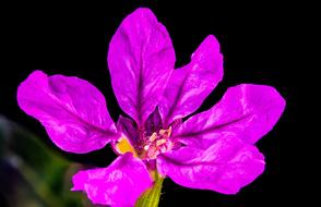 purple Flower Blossom Bloom