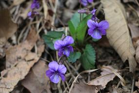 purple flowers and brown autumn leaves