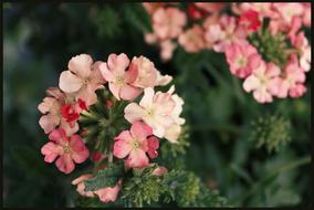 Geranium Geraniums Basket Flowers