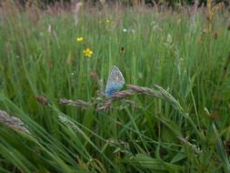 Blue Butterfly