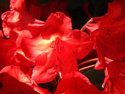 Flowers Garden Rhodies