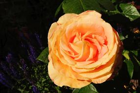 orange rose in the garden