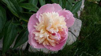 Peony, Pink and creamy fluffy flower