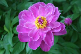 Close-up of the beautiful, blooming, pink, purple and yellow peony flowers, among the green plants