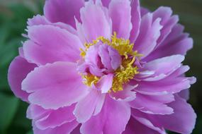 wondrous Peony flower