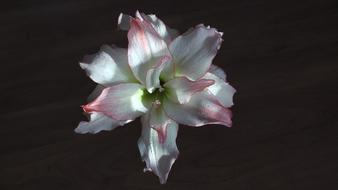 White Blossom Bloom at dark