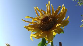 Sunflower Blossom against a clear sky on a sunny day