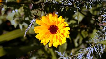 closeup view of Yellow Flower