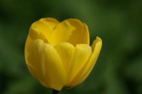 yellow tulip close-up on blurred background