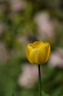 isolated yellow tulip on muddy background