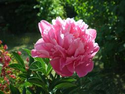 Close-up of the beautiful, blooming, pink peony flower, among the colorful plants in light