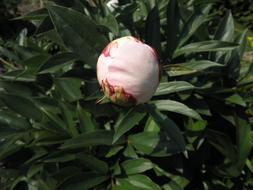 Pink Peony Bud at garden