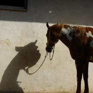 Horse Shadow