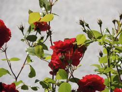 rose bush with red flowers
