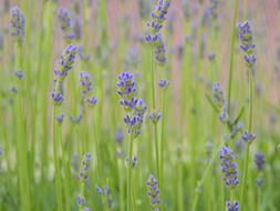 Violet and green Lavender Flowers