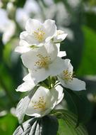 Syringa Vulgaris close-up on blurred background